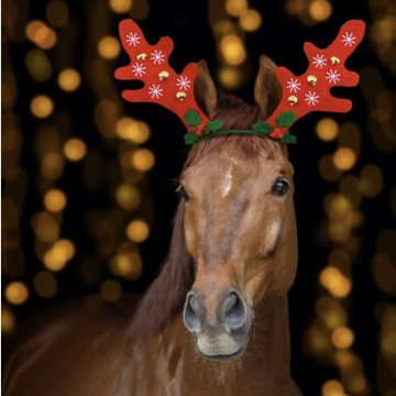 7 tipů na vánoční dárek pro koňáky 2025