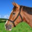Pastevní ohlávka Waldhausen Nylon