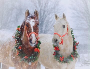 6 tipů na vánoční dárek pro vašeho koně